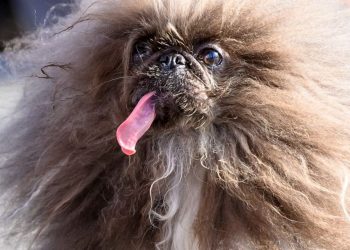 the winner of the 2024 world's ugliest dog contest was an eight year old pekingese named wild thang.