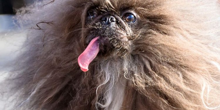 the winner of the 2024 world's ugliest dog contest was an eight year old pekingese named wild thang.